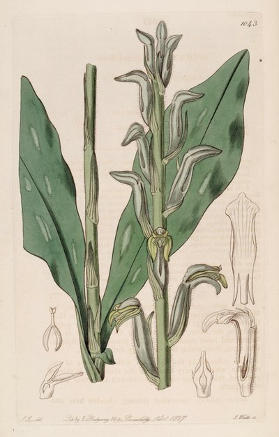 Illustration von Sarcoglottis grandiflora (als syn. Spiranthes grandiflora) von John Lindley
